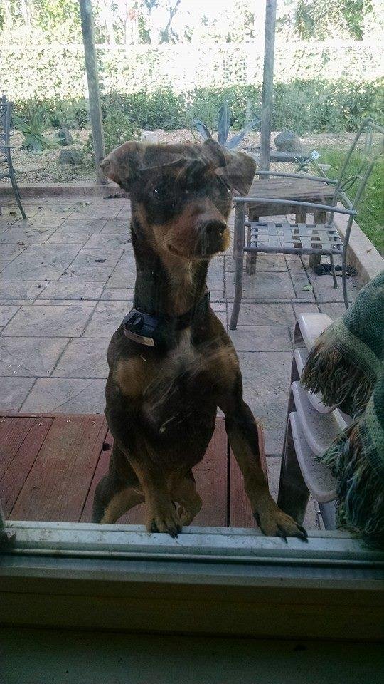 A curious spectator named Bruno watched through the patio window as we took pictures.