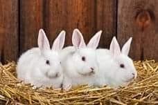 White Rabbits .. White Rabbits .. White Rabbits!!!!