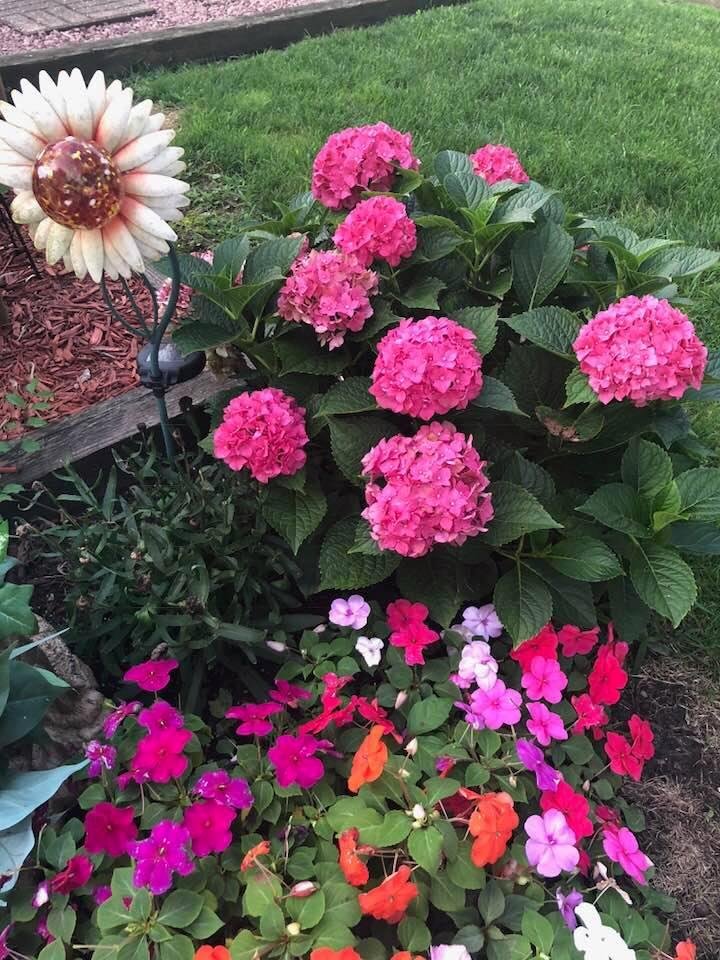 My Hydrangea bush is awesome this summer. CR