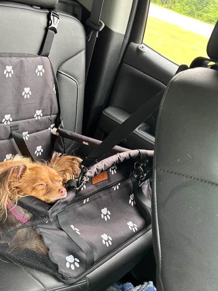 Rosie likes her car seat, Daisy May is hunkered down in there too.