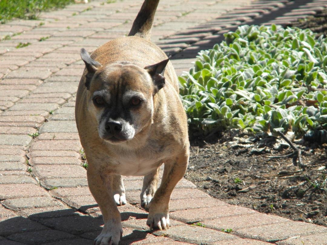 Our proud canine friend Atlas, Died peacefully at home today at 5pm.  He was held by the people who loved him with the rest of his pack present also.  Special thanks to Beth (Vet Tech.) & Dr. Littlefield, DVM From Clarke-Ev