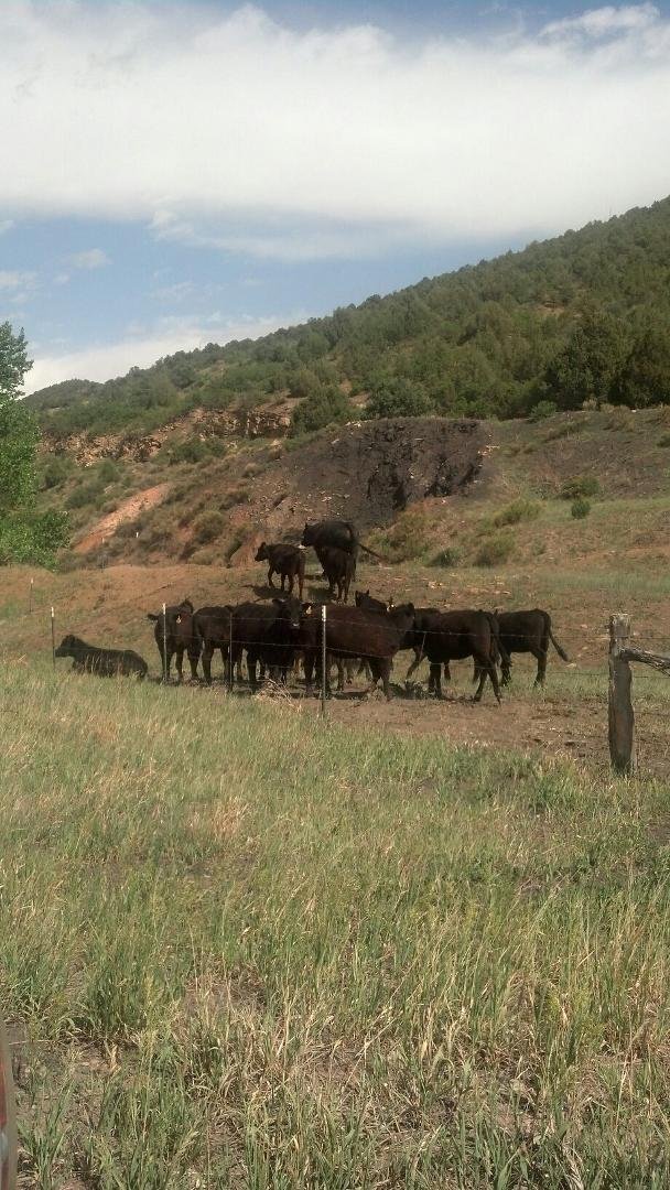 14 virgin two year old heffers one Bull.