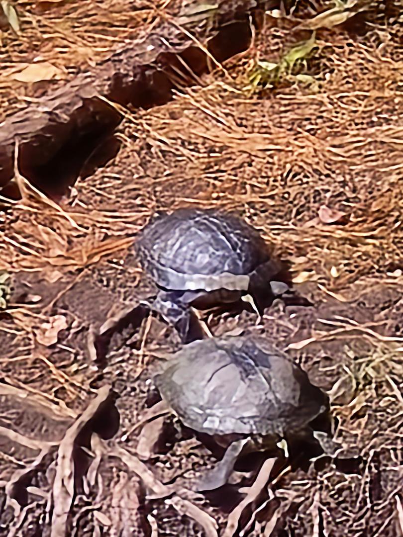 SC turtles getting tanned