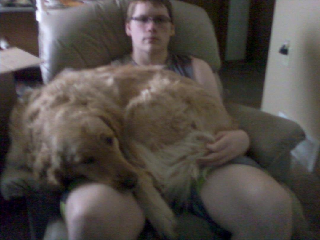 Buster the 130 lb lapdog what a baby 😀😀😀😀😀