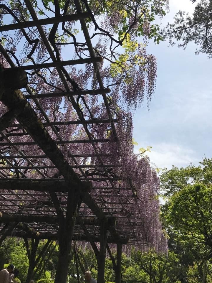 Wisteria