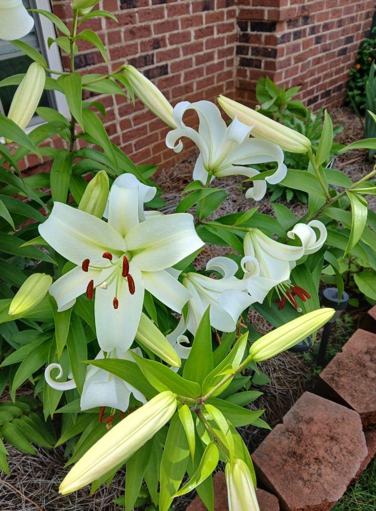 This is my Giant Lily. It has 24 buds on it this year. It has just beginning to bloom.
