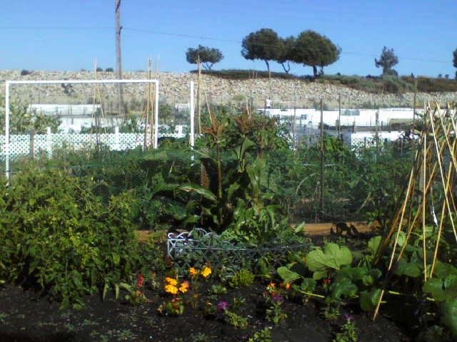 My garden