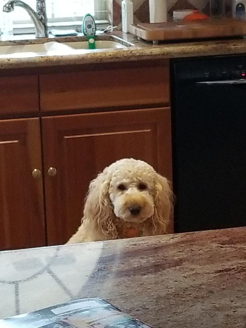 See is checking out the counter to see what's for lunch