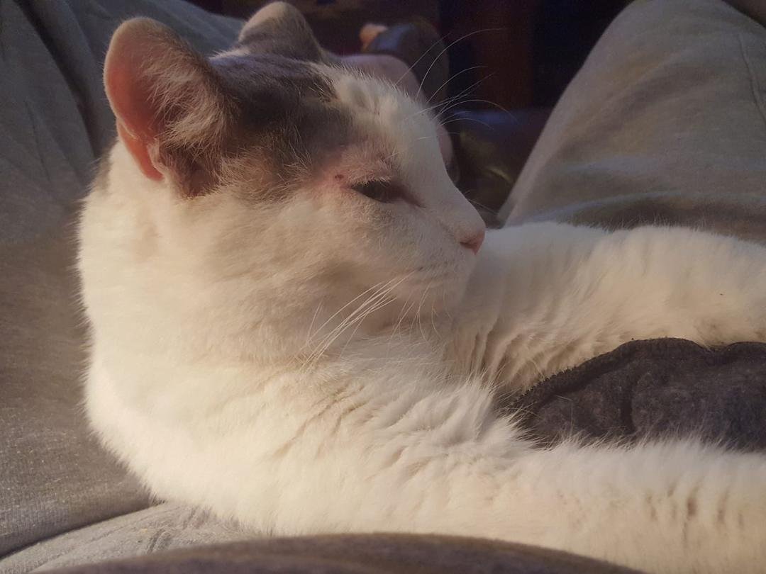 Beiber lap cat