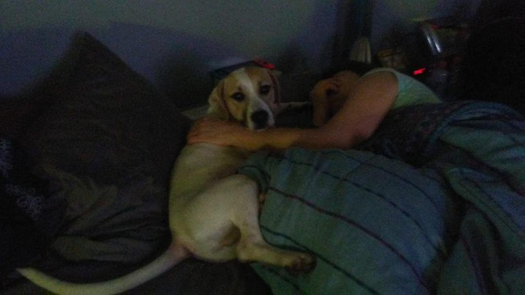 He might not be the biggest dog in the world..but he has the longest tail in the world.