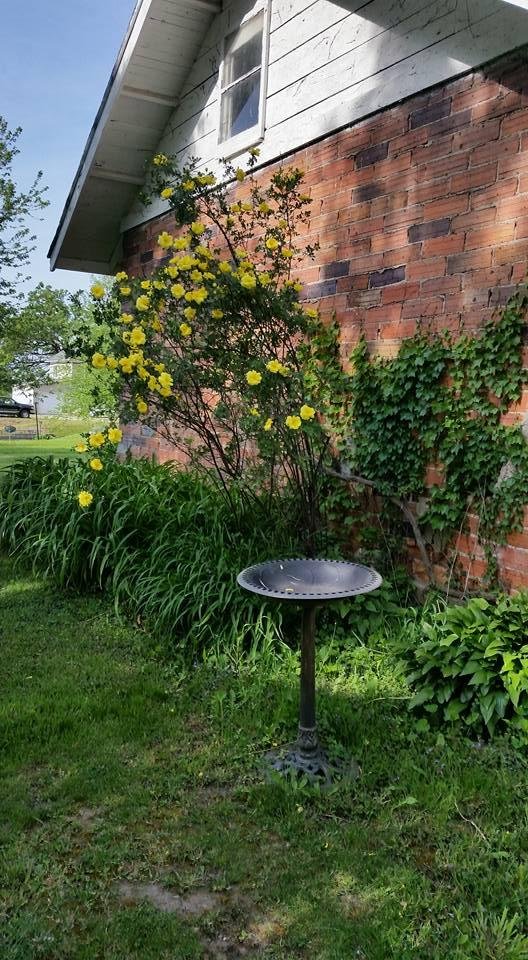 My yellow rose bush.