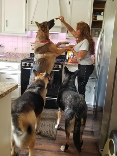 National dog day with all our fur babies!!❤️❤️❤️