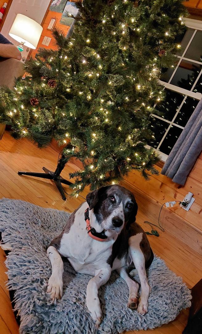 Hey there, Toni Griffin! Pip wanted to say thanks for my life. You kept me alive when my 10 siblings were crawling all over me and not letting me nurse. Look at me now! You made such a good choice when you gave me to Mike a