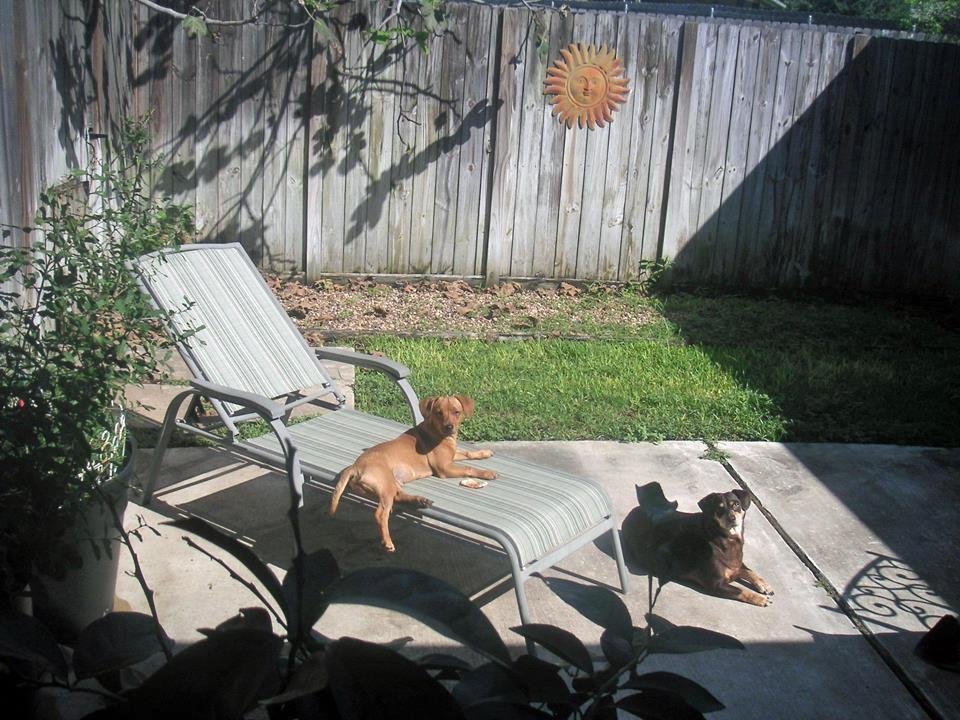 Rocko and Susie on the patio...he's stolen her usual lounging spot!