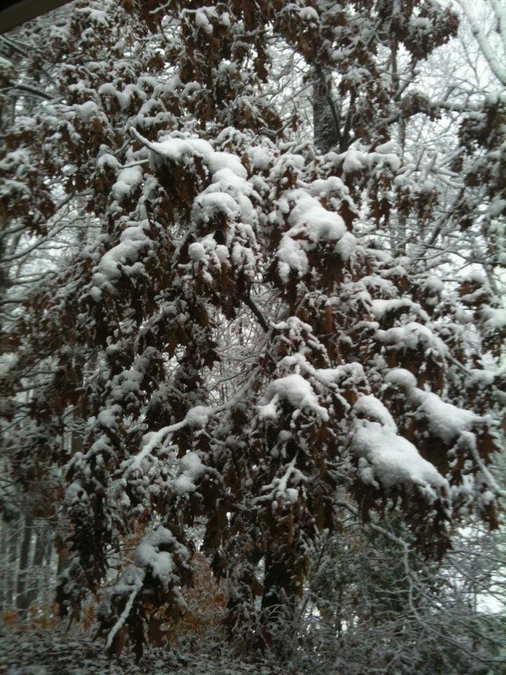Looking out my front door...it's been snowing all day and Bluefield College is closed tomorrow.