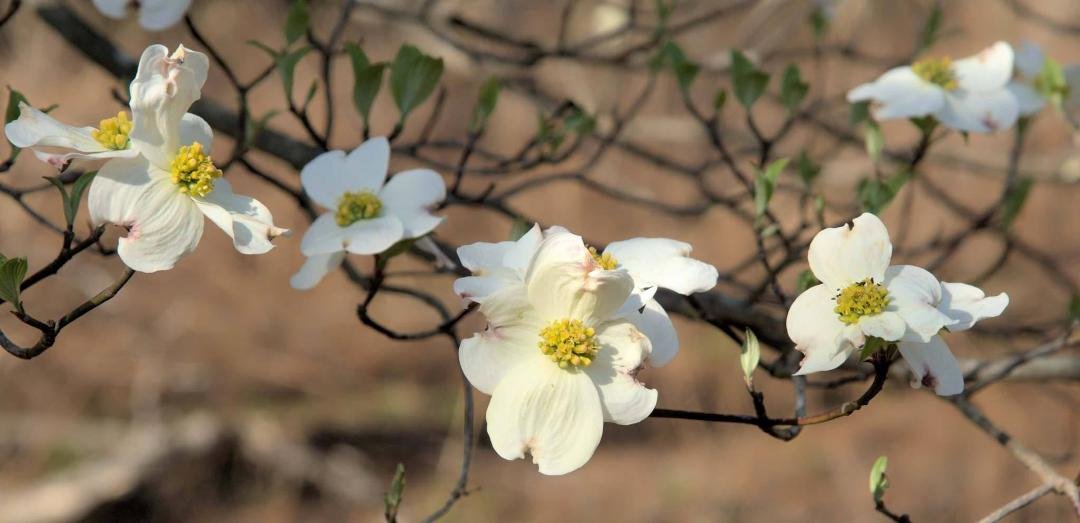 Dogwoods are in full bloom.  They grow wild all over but they are all white.  Never saw a pink one in the wild.