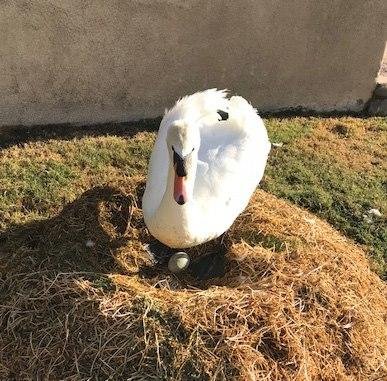 Well, all you followers of Dork and Petunia Wader. After a long long wait, we have an EGG in the nest this morning. A pretty good sized one also. One of those would be enough for a big omelet. We will keep you informed. Sta