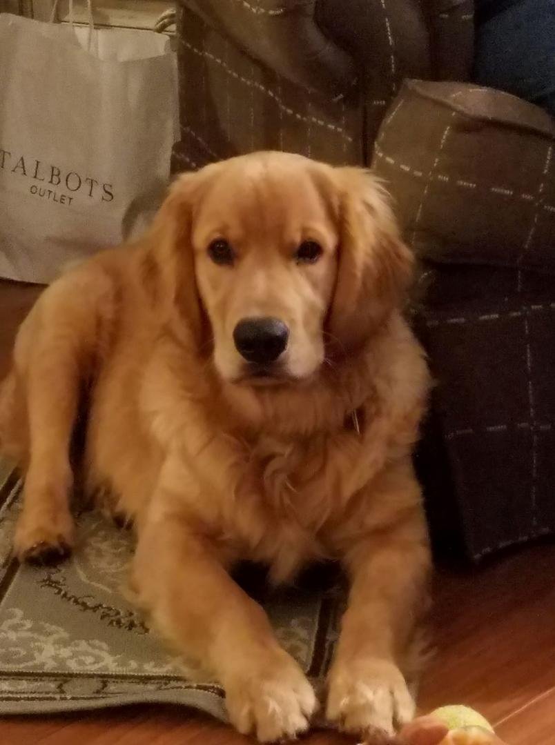 Quiet peaceful evening with Barney.