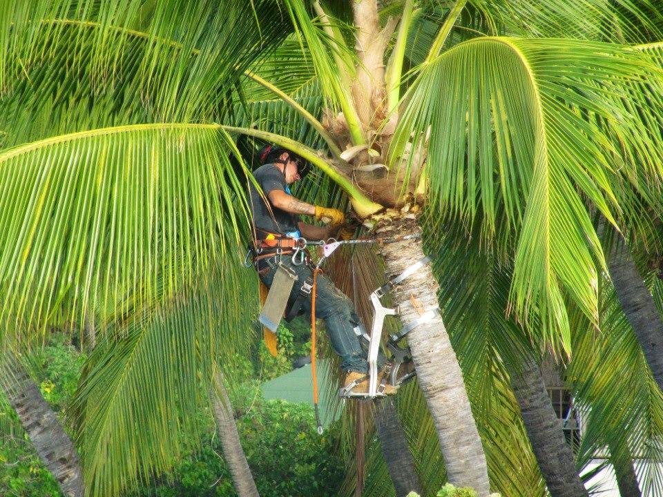 Whale activity off the lanai as well as activity in the palm trees! A neighbor caught a Mahi Mahi while fishing in his ocean kayak....it is a big, strange looking fish. A whale came up under a small fishing vessel last we
