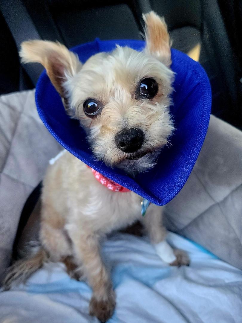 Like Fiona's skunk spraying isn't enough around here..... Cooper broke his dew claw and had to have a little procedure on it this afternoon. 😳