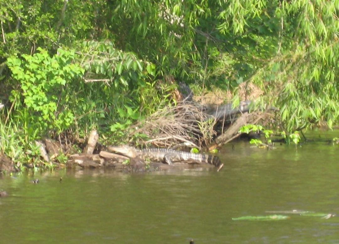 We spotted Jon Bayner in a South LA swamp -er-uh- maybe it was just the tears?