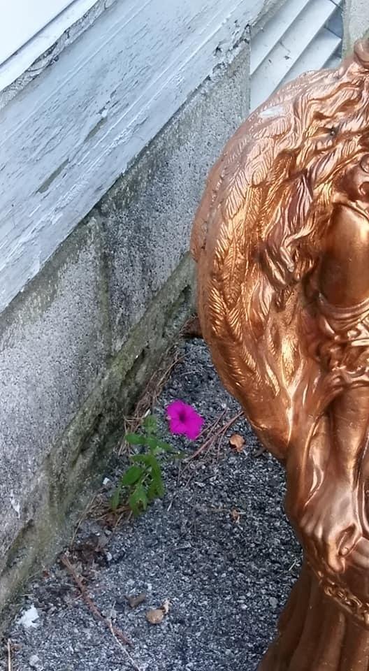 Angie Proctor's album, Mobile Uploads