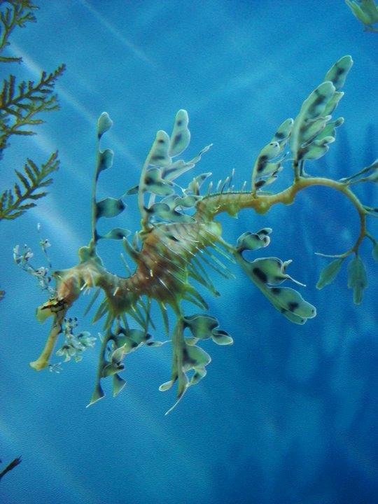 David Caldwell's album, Picasa Uploader Photos