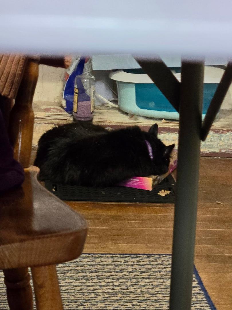 Pumpkin doped up in catnip sleeping on the scratch box over the heating vent 🤣