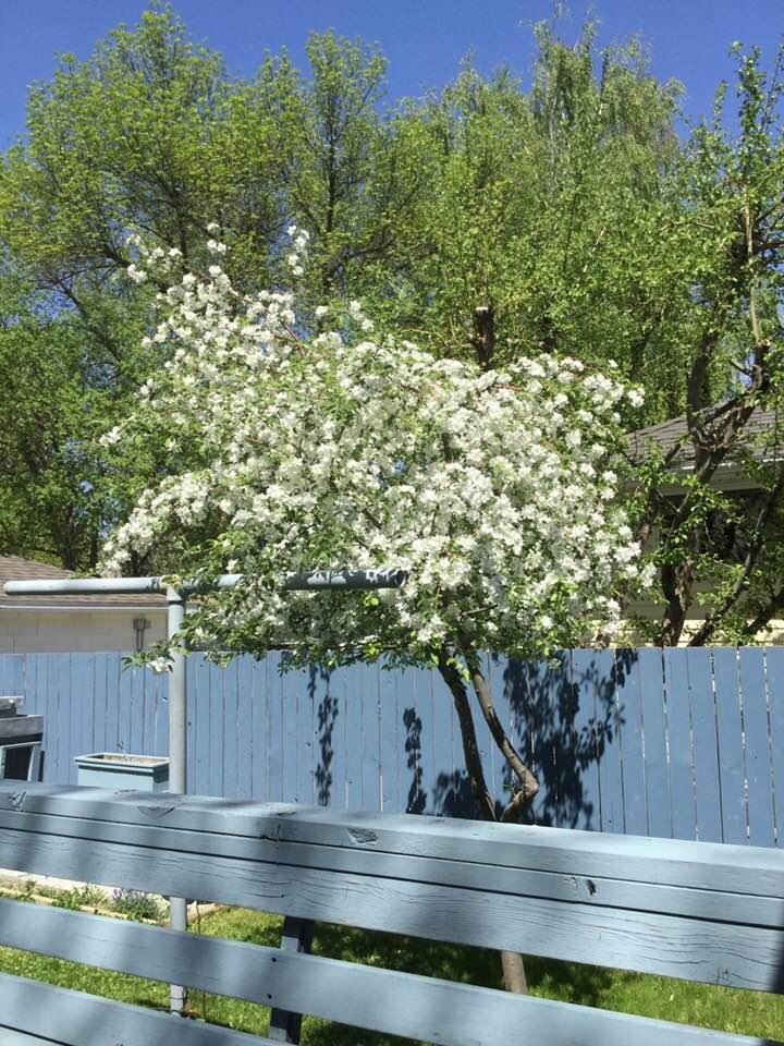 I think Spring is finally here. My apple tree is in full bloom.