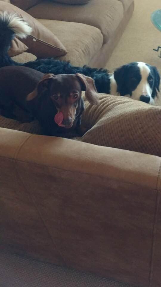 Nope, doesn’t want to go outside. I’ll just lay here. Oh boy!