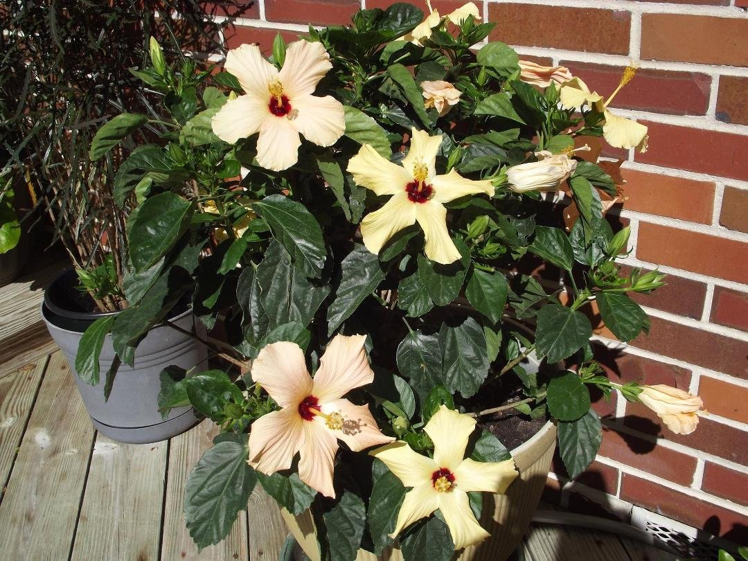 Peach and yellow Hibiscus