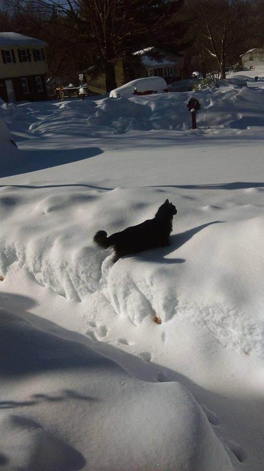Snow Kitty