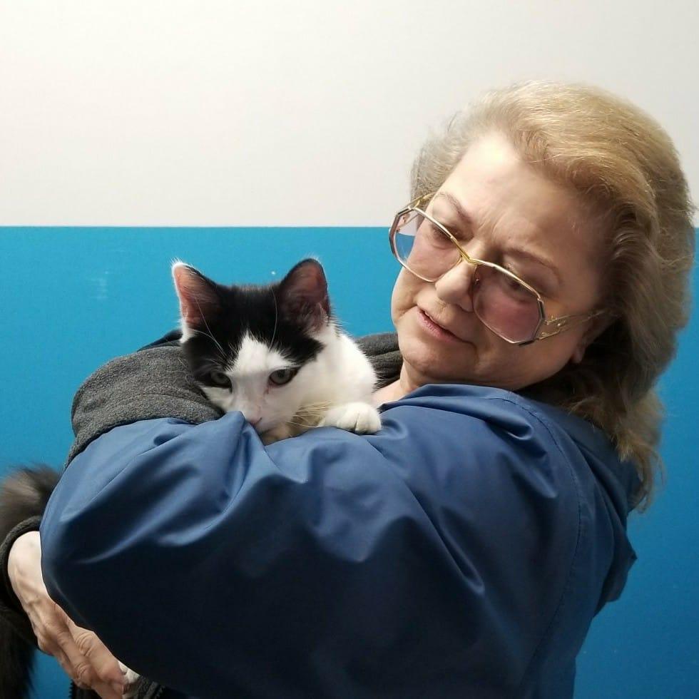 We found a Kitty that we love and hopefully will have in a week. She'll be with Cali' s
spirit. Polish mama picked up our lost 
precious Cali from Pieper Animal Hospital 
today. God bless her soal