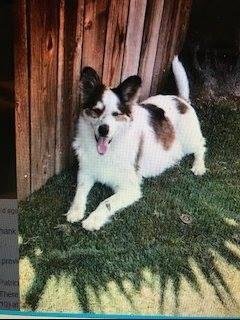 Dog Found in Atwater is at high kill shelter!
I saw this post from an Atwater Nextdoor member and wanted to share his story in our neighborhoods. He was found in Atwater by a landscaper, who took him to the Northeast animal