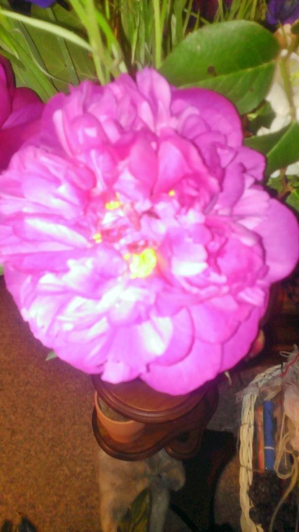 Favorite flowers