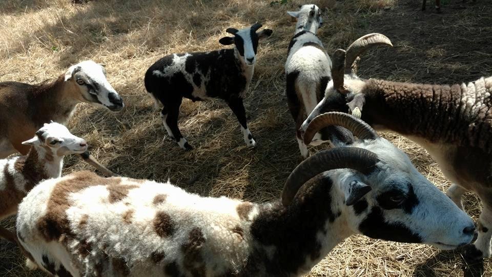 The Jacobs are sheared every year and ewes usually have 4 horns. The little ram in the middle has nice tines too.