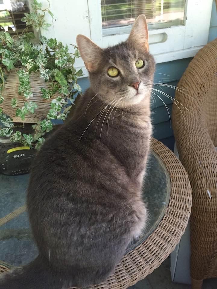 National cat day happy Leon!