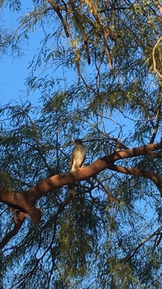 Hawk out looking for his breakfast.