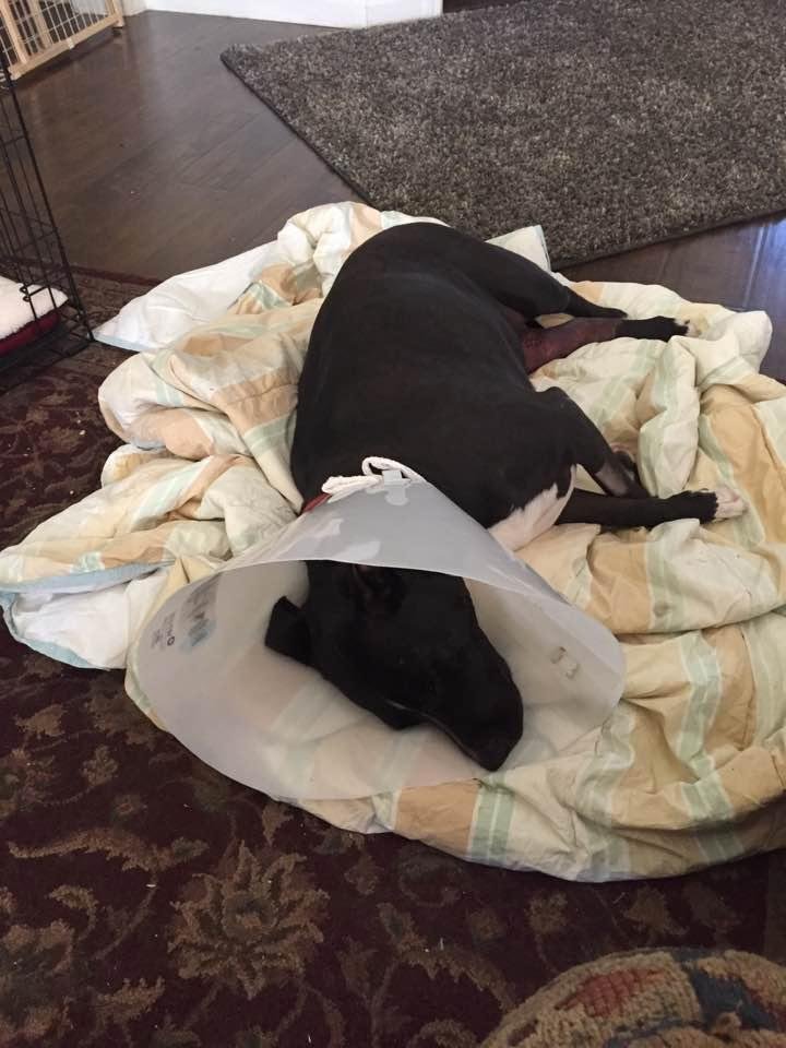 Finally got Peaches home. The drive was terrible. She is doing well but will not go in her crate. It's going to be a long night