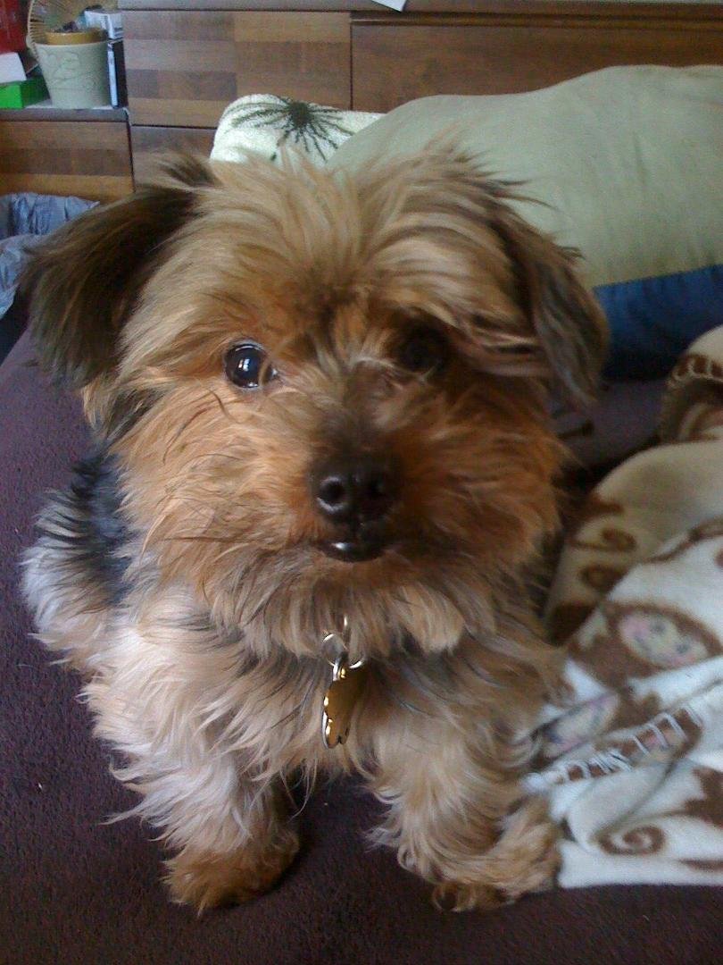 At 6:20 this evening our beloved Perky took his last breath. Our home was under the spell of an awesome little 4 pound Yorkie who had each of us wrapped around his little paw in his own remarkable  way. Thank you Perky for 