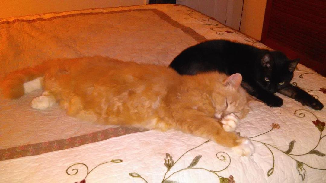 My two 'babies'.....