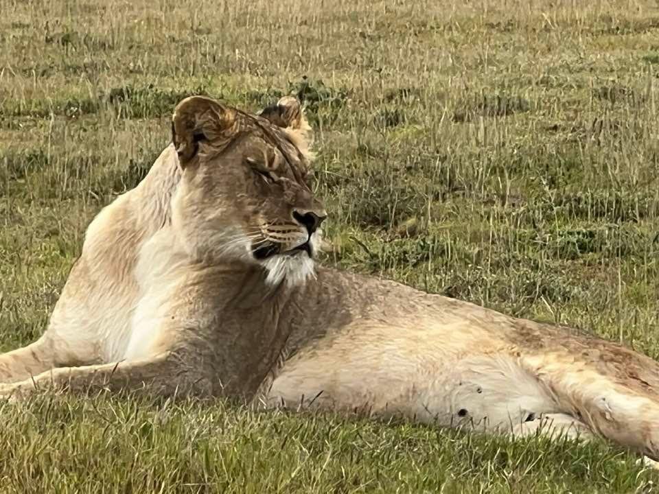 The excitement of so many beautiful animals on safari