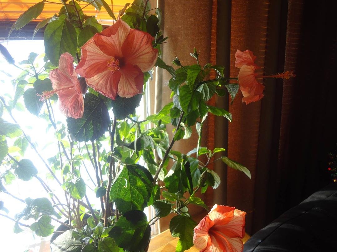 my hybiscus in the living room