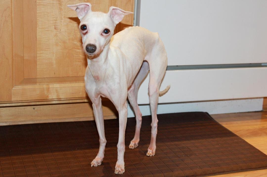 19 hour trip and Luigi now has a sister. Too many sad details to go into but she's a registered, spayed, emaciated
little IG that just wants to be loved (& fed). And yes, it has already been confirmed, she is a heat seek