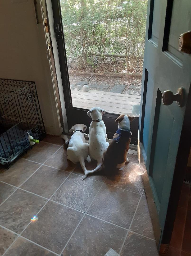 The new members of the family.