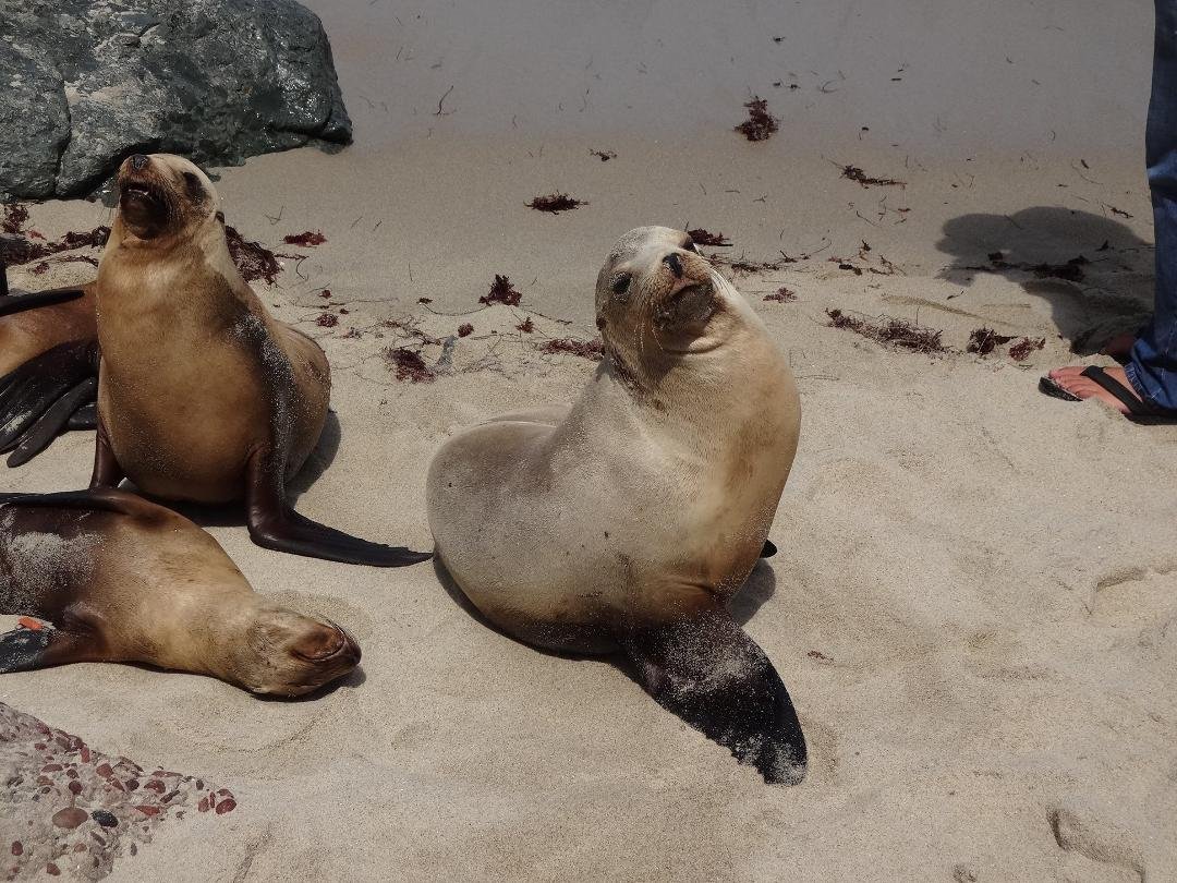 Michael Mueller's album, San Diego Trip
