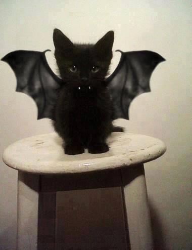 BOO !!!!