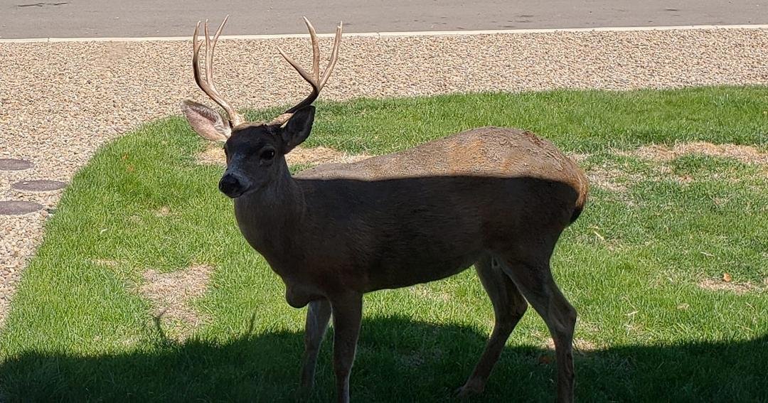 Today the buck came looking for his lady.