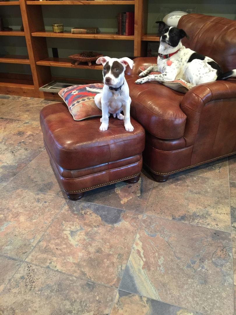 Lucy has a brother. Mr. Magoo has been adopted. He won the lottery.