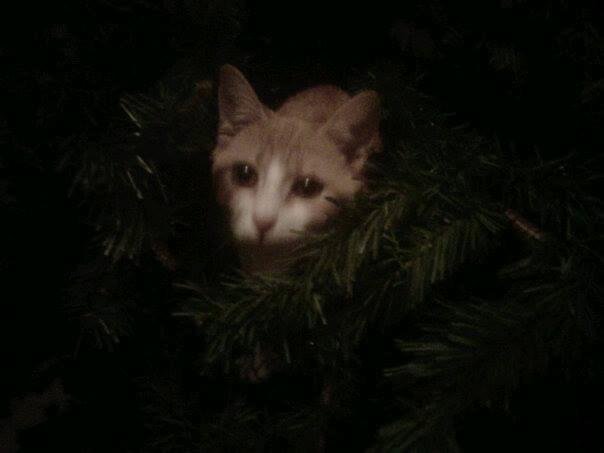 While I was putting on the lights....this pops out!